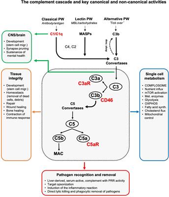 Complement Has Brains—Do Intracellular Complement and Immunometabolism Cooperate in Tissue Homeostasis and Behavior?